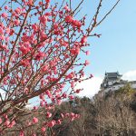 １月に春が来た？ 梅、桜に早くも花