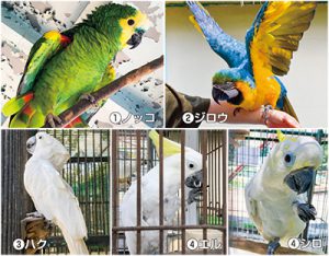 お城の動物園だより インコ オウム ニュース和歌山