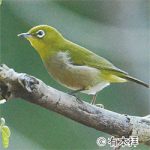 和歌山県の鳥 なぜメジロ？